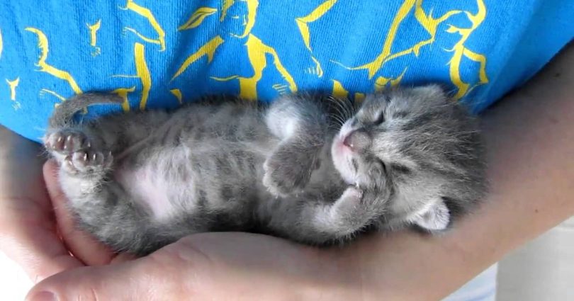 He Was Holding This Sleepy Kitten In His Arms, Then The Kitten Did The Cutest Thing Ever !