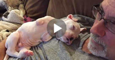 Heartbroken Man Strongly Refused To Euthanize This Cute Puppy After Vets Told Him Shocking News