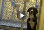 Dog Is Over Excited When He Realized He Is Finally Adopted. This Was Touching !