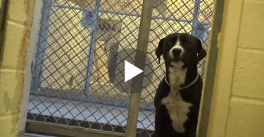 Dog Is Over Excited When He Realized He Is Finally Adopted. This Was Touching !