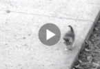 Kind Guy Found And Rescued Tiny Kitten Wandering On The Sidewalk ... But, Watch Till The End... Funny and Heartwarming !