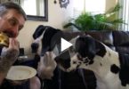 Man Told His Dogs That The Sandwich Is NOT For Them, Their Reaction Was Surprising !