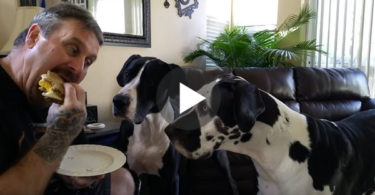Man Told His Dogs That The Sandwich Is NOT For Them, Their Reaction Was Surprising !