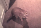 This Is The Proof That Cats Are The Best Home Security System. When You See What She Did...
