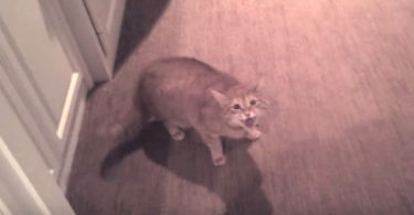 This Is The Proof That Cats Are The Best Home Security System. When You See What She Did...