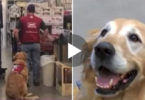 This Store Employed A Veteran, But Then They Asked Him To Bring His Service Dog With Him. The Reason Was Surprising !