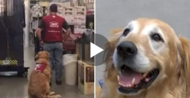 This Store Employed A Veteran, But Then They Asked Him To Bring His Service Dog With Him. The Reason Was Surprising !