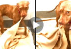 Dog Living in Shelter Makes His Bed Every Day While Desperately Waiting To Be Adopted...