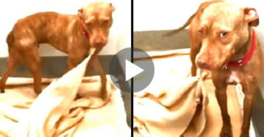 Dog Living in Shelter Makes His Bed Every Day While Desperately Waiting To Be Adopted...