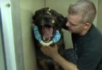 Police Dog Was Shot In The Face During Mission... But, Watch When He Is Finally Reunited With His Partner ...
