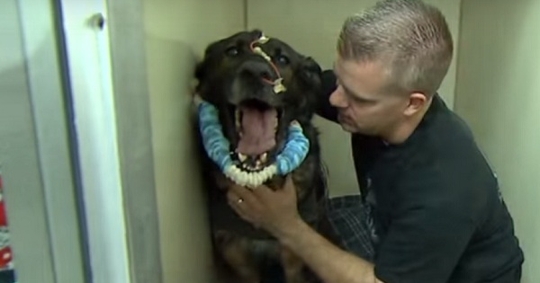 Police Dog Was Shot In The Face During Mission... But, Watch When He Is Finally Reunited With His Partner ...