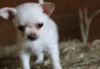 Little Puppy Was Very Shy, But When You See Her New Unlikely Friends You`ll Be Surprised