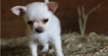 Little Puppy Was Very Shy, But When You See Her New Unlikely Friends You`ll Be Surprised
