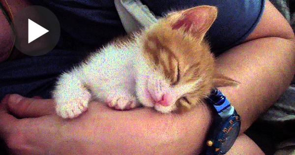 Tired Kitten Was Playing With Mommy And Immediately Fall Asleep After Being Kissed