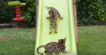 Bengal Kittens Go Crazy Every Time They See The Slide. They Couldn`t Be More Happier!