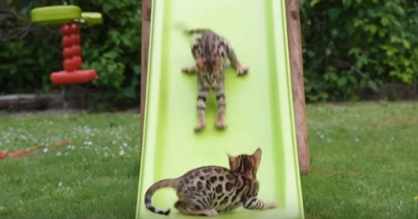 Bengal Kittens Go Crazy Every Time They See The Slide. They Couldn`t Be More Happier!