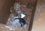 snowstorm kittens