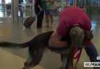 Army Dog Reunited With Soldier After 3 years Being Apart. He Immediately Runs Into His Arms...