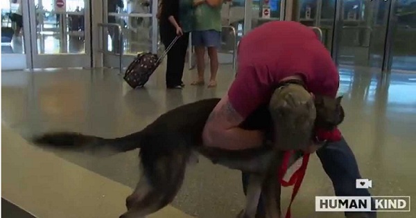 Army Dog Reunited With Soldier After 3 years Being Apart. He Immediately Runs Into His Arms...