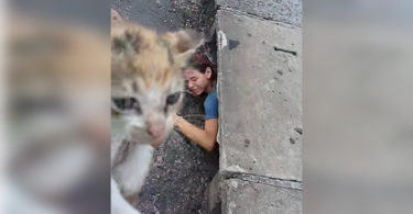 Woman Heard Desperate Meowing Coming From Storm Drain. She Immediately Climbed Down And Rescued This Little Kitten...