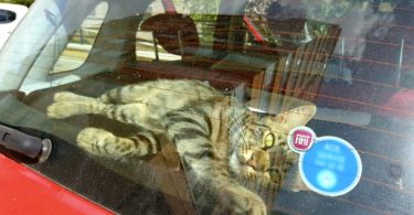 Wonderful Stray Kitty Breaks Into Vehicle To Feel Love And To Find a New Forever Home