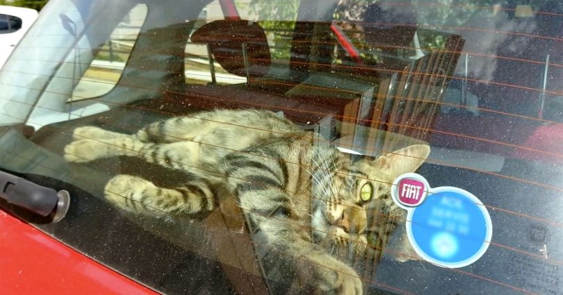 Wonderful Stray Kitty Breaks Into Vehicle To Feel Love And To Find a New Forever Home