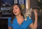 Stray Kitty Climbs Up On Reporter`s Shoulder During Live Broadcast