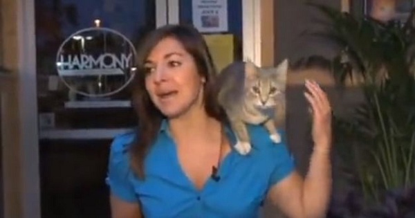 Stray Kitty Climbs Up On Reporter`s Shoulder During Live Broadcast