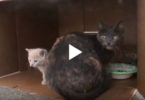 Mom Cat And Her Kittens Was Thrown Out Of Speeding Car, Luckily They Were Rescued And Then..