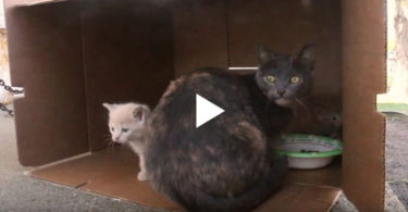 Mom Cat And Her Kittens Was Thrown Out Of Speeding Car, Luckily They Were Rescued And Then..