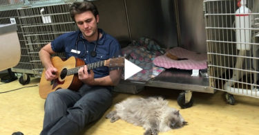 Vet Sings To This Cat To Calm Her Down Before Surgery ! WoW ! This Is Wonderful !