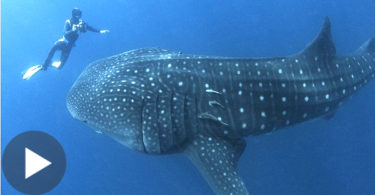 Diver Didn`t Understand What This Huge Whale Shark Wants , Till It Grabs His Hand...