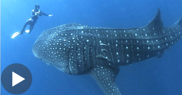 Diver Didn`t Understand What This Huge Whale Shark Wants , Till It Grabs His Hand...