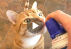 Every Time This Cat Hears The Noise Of Whipped Cream, She Instantly Goes Crazy ! Hilarious !