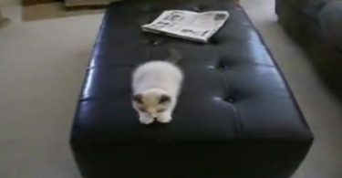 3-Month-Old Kitten Goes Crazy On Leather Ottoman