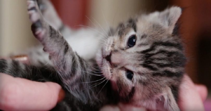 Adorable Kitten Loves Playing Her Human Mommy