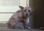 Amazing Transformation Of Rescued Terrified Abandoned Dog