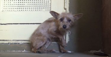 Amazing Transformation Of Rescued Terrified Abandoned Dog