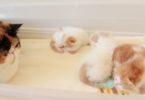 Cat Mommy Has The Cutest Conversation With Her Fluffy Kittens