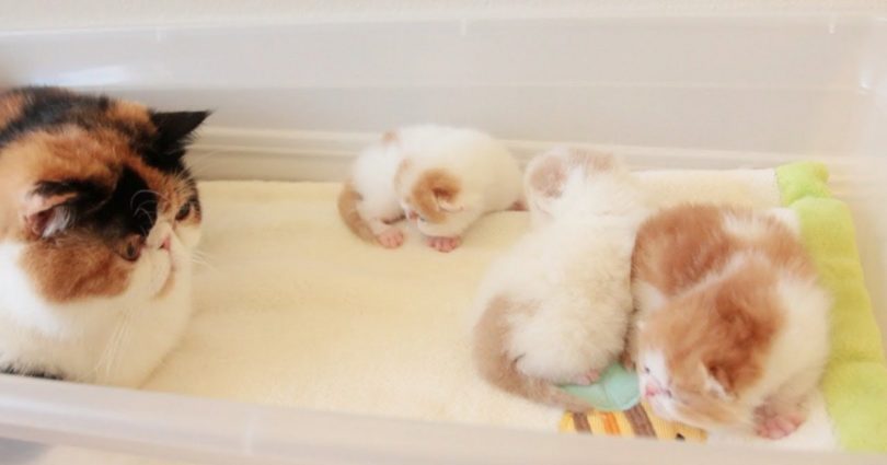 Cat Mommy Has The Cutest Conversation With Her Fluffy Kittens