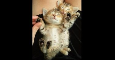 Cute Kittens Fall Asleep Together
