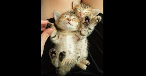 Cute Kittens Fall Asleep Together