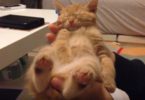 Cute Tiny Kitten Fall Asleep In Human Hands