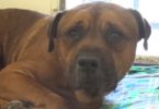 Dog Can`t Stop Sobbing And Crying After He Realized That Is Dumped At Shelter...