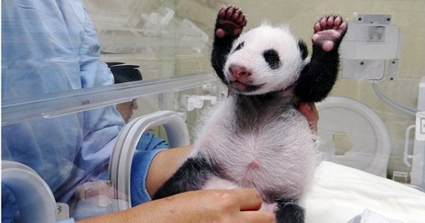 Excited Baby Panda Seeing Mommy For The First Time