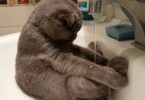 Gray Scottish Fold Kitty Takes A Bath In A Sink