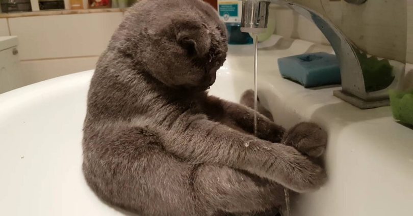 Gray Scottish Fold Kitty Takes A Bath In A Sink