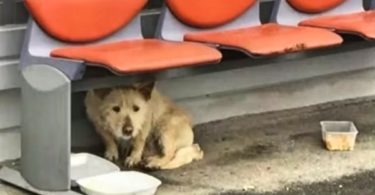 Homeless Stray Dog Afraid of Humans Had The Rescue of a Lifetime