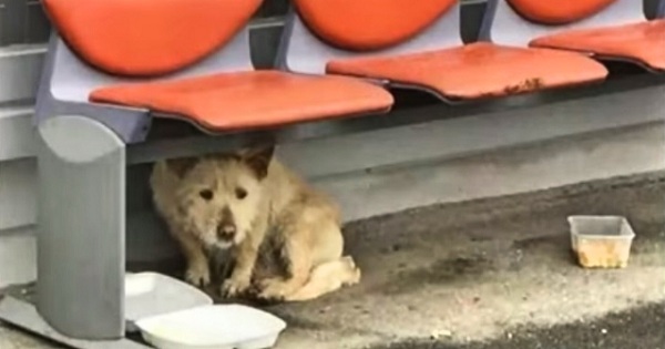 Homeless Stray Dog Afraid of Humans Had The Rescue of a Lifetime