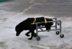 Kind Man Makes Special Wheelchairs For Dogs!